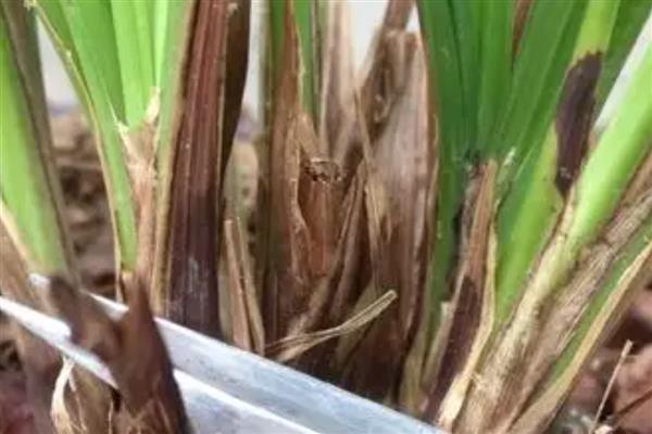 兰花黄叶如何处理,遇到强光时要放在阴凉处养护