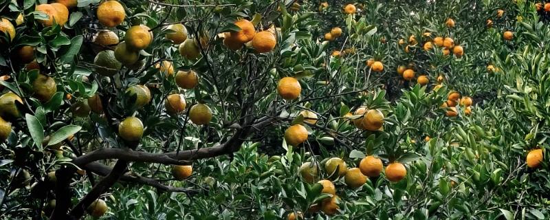 芦柑施哪种肥料,基肥以有机肥料为主