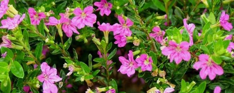 雪茄花为什么不开花,可能是光照不足所致