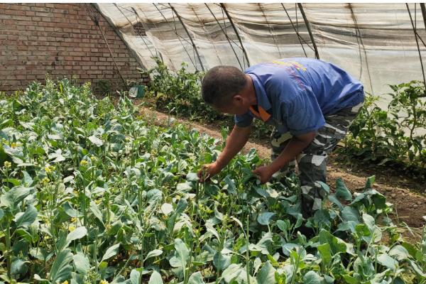有机蔬菜是如何认证的,要填写有机食品认证申请书