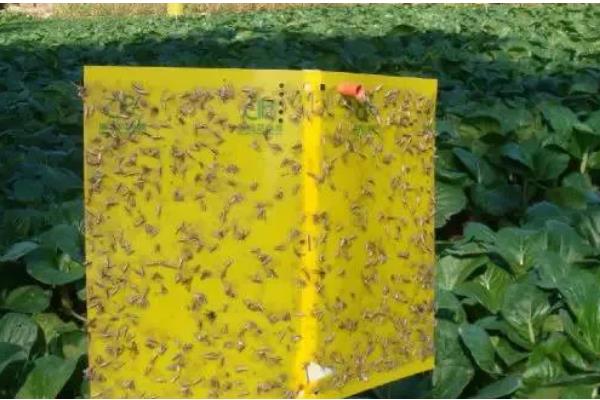 有机蔬菜是如何认证的,要填写有机食品认证申请书