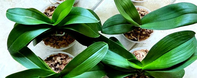 蝴蝶兰怎样换盆换土,选择陶盆种植为佳