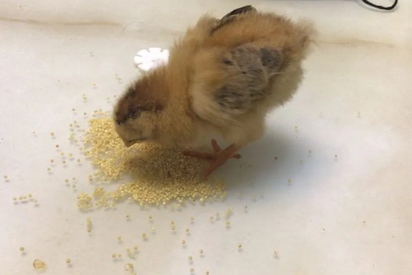 小鸡吃小米要不要泡一下,是要泡一下的
