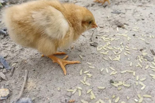 小鸡吃小米要不要泡一下,是要泡一下的