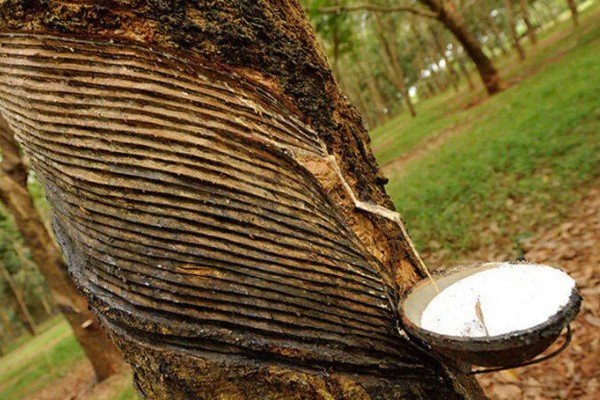 橡胶树可以割胶多少年,可以割胶15-20年