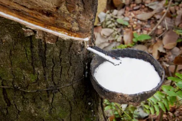 橡胶树可以割胶多少年,可以割胶15-20年