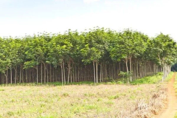 橡胶树可以割胶多少年,可以割胶15-20年