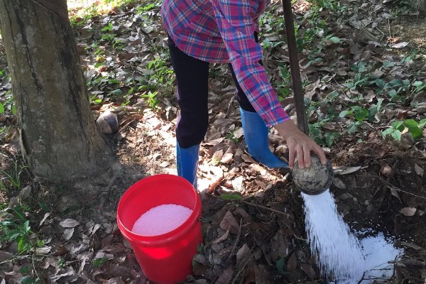橡胶树可以割胶多少年,可以割胶15-20年