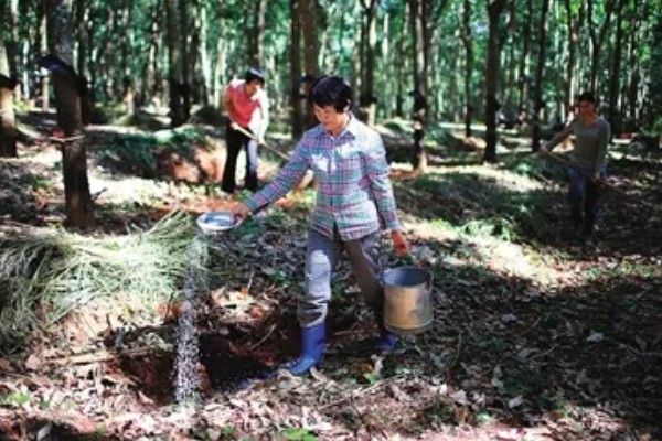橡胶树可以割胶多少年,可以割胶15-20年