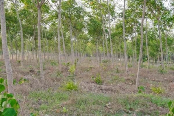 橡胶树可以割胶多少年,可以割胶15-20年