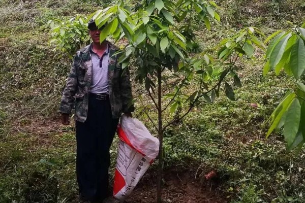 橡胶树可以割胶多少年,可以割胶15-20年