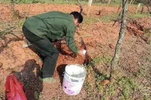 橡胶树可以割胶多少年,可以割胶15-20年