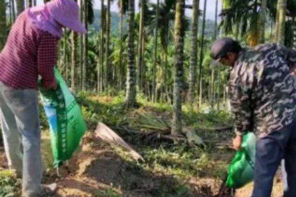 橡胶树可以割胶多少年,可以割胶15-20年