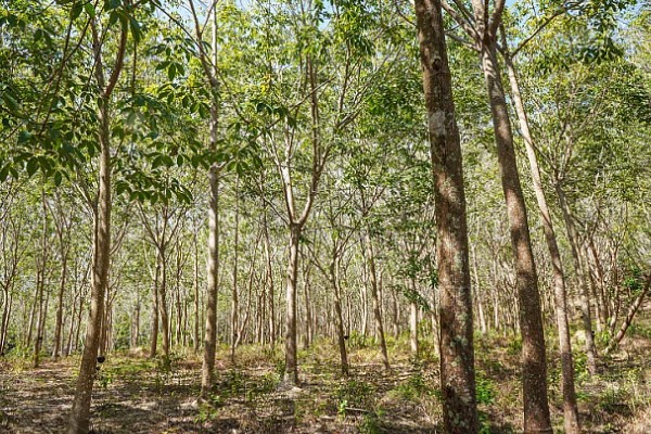 橡胶树可以割胶多少年,可以割胶15-20年
