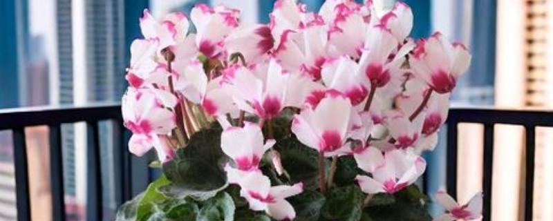 仙客来多久浇水一次,春季两到三天浇水一次