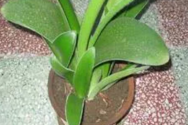 虎耳兰不开花是什么原因，可能是光照不足或土壤不适所致