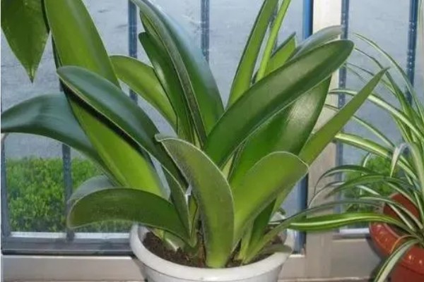 虎耳兰不开花是什么原因，可能是光照不足或土壤不适所致