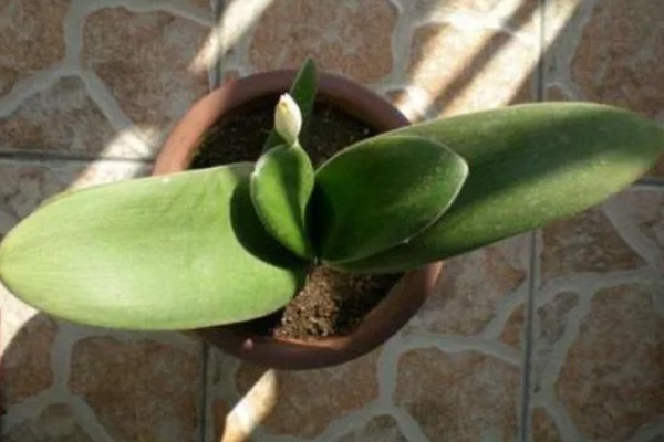 虎耳兰不开花是什么原因，可能是光照不足或土壤不适所致