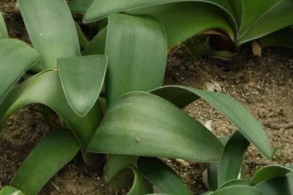 虎耳兰不开花是什么原因，可能是光照不足或土壤不适所致