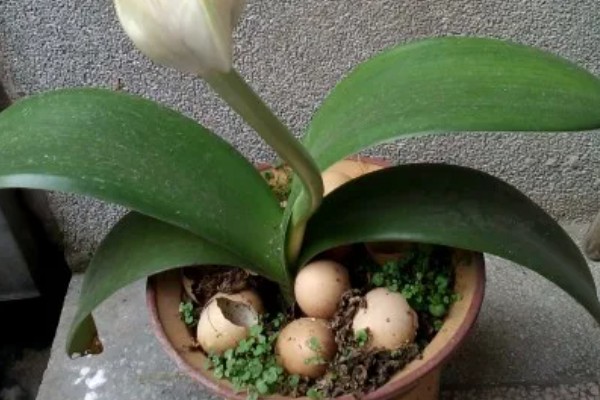 虎耳兰不开花是什么原因，可能是光照不足或土壤不适所致