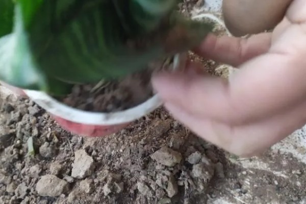 虎耳兰不开花是什么原因，可能是光照不足或土壤不适所致