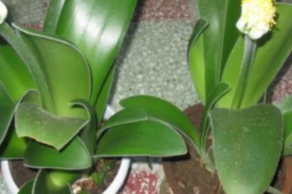 虎耳兰不开花是什么原因，可能是光照不足或土壤不适所致