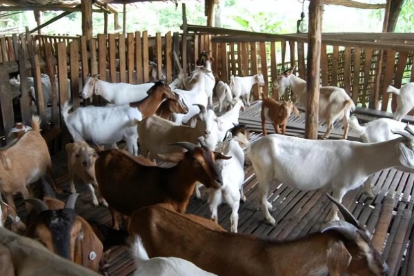 养羊新手容易遇到什么情况，常见以下4个问题