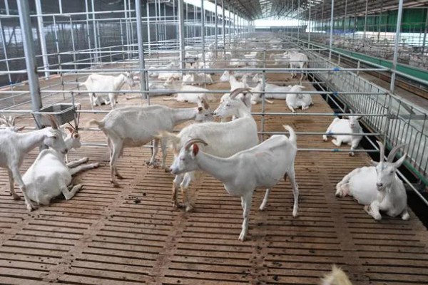 养羊新手容易遇到什么情况，常见以下4个问题