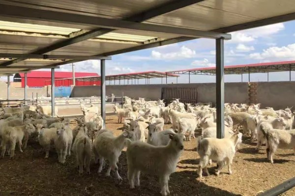 养羊新手容易遇到什么情况，常见以下4个问题