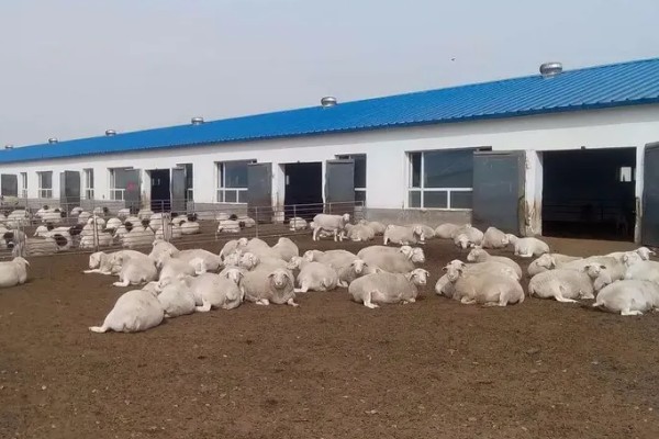 养羊新手容易遇到什么情况，常见以下4个问题