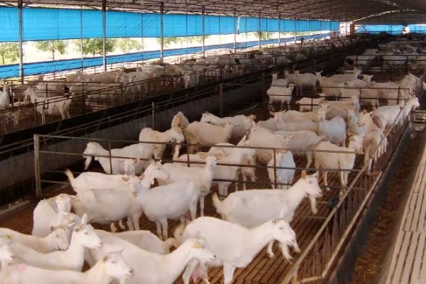 养羊新手容易遇到什么情况，常见以下4个问题