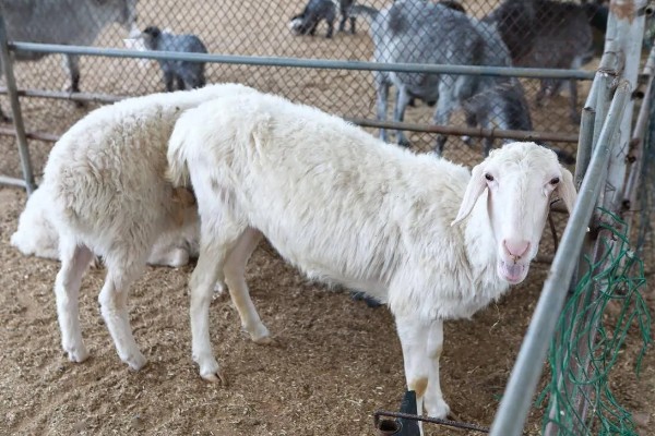 养羊新手容易遇到什么情况，常见以下4个问题