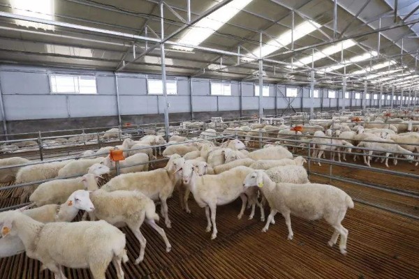 养羊新手容易遇到什么情况，常见以下4个问题