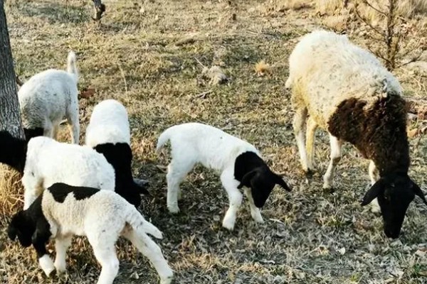 养羊新手容易遇到什么情况，常见以下4个问题