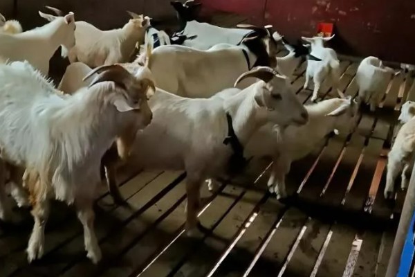 养羊新手容易遇到什么情况，常见以下4个问题