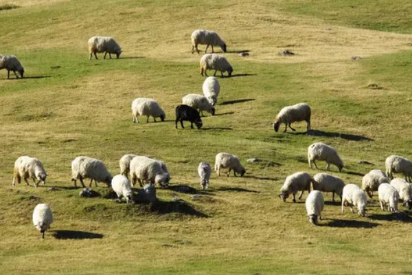 养羊新手容易遇到什么情况，常见以下4个问题