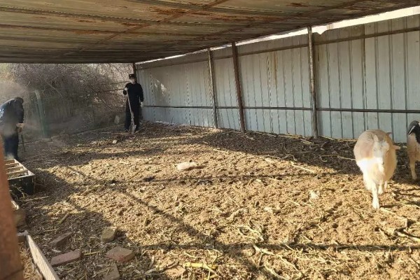 养羊新手容易遇到什么情况，常见以下4个问题