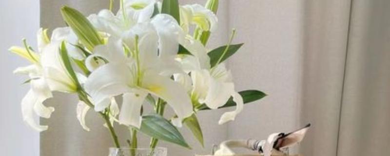 香水百合的插瓶方法，每隔3-4天换一次水