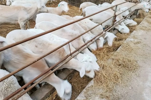 养羊新手容易遇到什么情况，常见以下4个问题