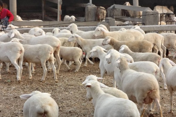 养羊新手容易遇到什么情况，常见以下4个问题