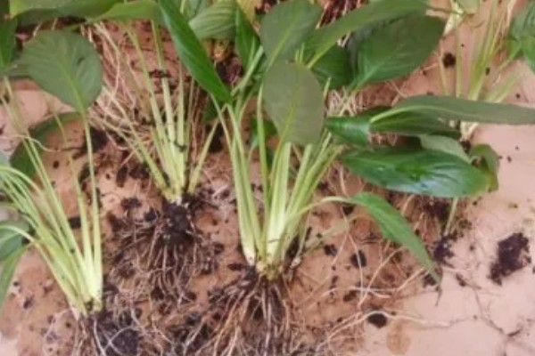 白掌夏天的养殖方法，需合理的进行补水