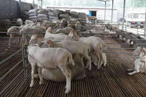 养羊新手容易遇到什么情况，常见以下4个问题