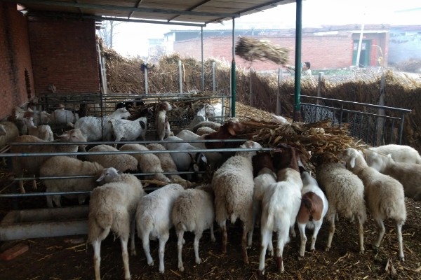 养羊新手容易遇到什么情况，常见以下4个问题