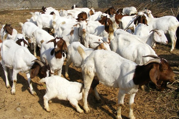 养羊新手容易遇到什么情况，常见以下4个问题