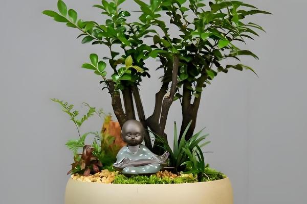 小叶紫檀怎么修剪，主要剪除徒长枝、病害枝