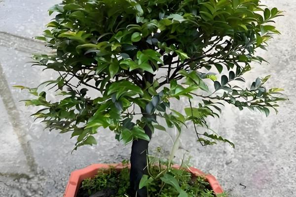 小叶紫檀怎么修剪，主要剪除徒长枝、病害枝