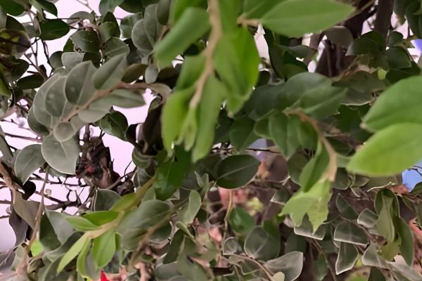 小叶紫檀怎么修剪，主要剪除徒长枝、病害枝