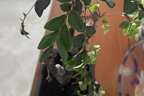 小叶紫檀怎么修剪，主要剪除徒长枝、病害枝