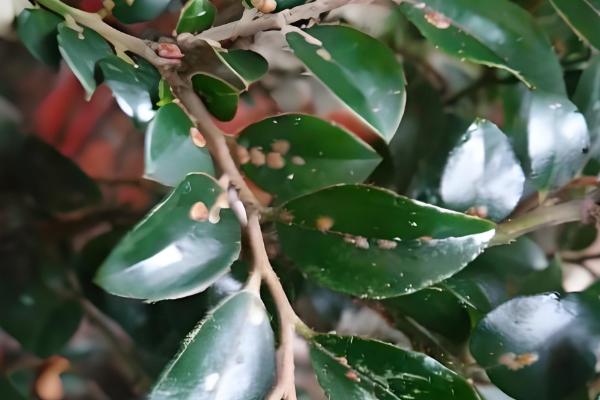 小叶紫檀怎么修剪，主要剪除徒长枝、病害枝