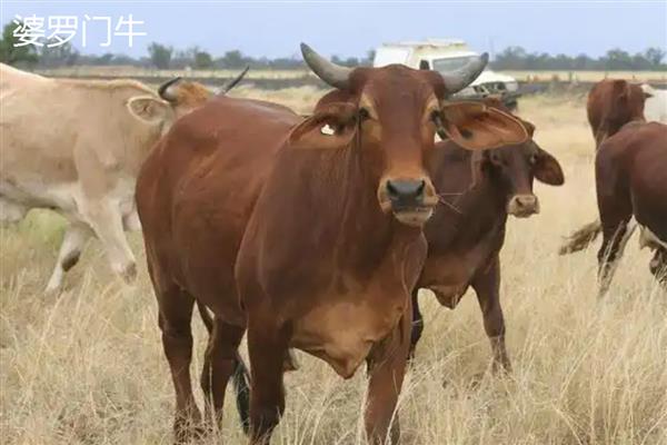 牛有什么品种,分为婆罗门牛、夏洛莱牛等种类